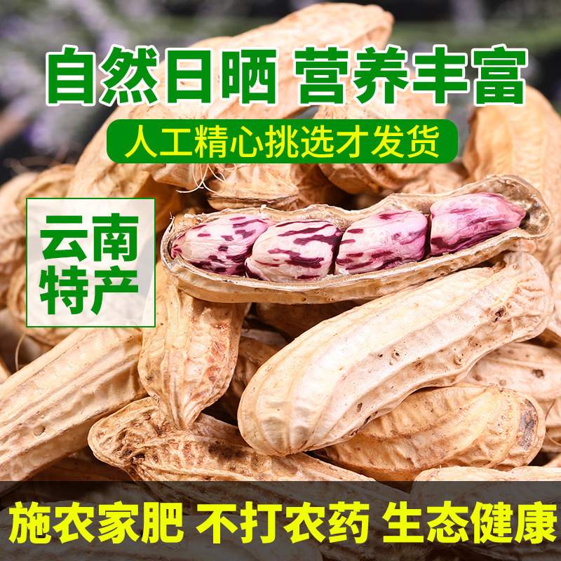 农科院云南黑花生新货带壳生的黑花生普洱特产富黑皮硒花生米|undefined