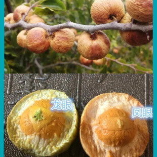 ���ڎ�Ƥ�P������������ـ��Ƥ���������ې�ħ��ʹ����ǰ���ԭ��