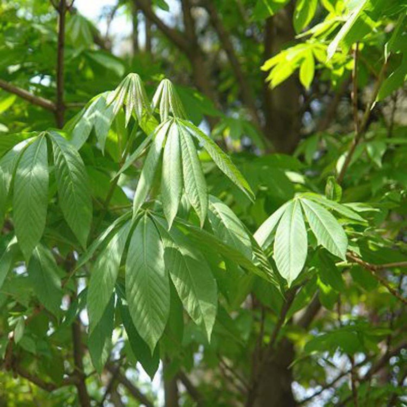 基地批发七叶树树苗工程绿化花木庭院观赏质优量大红花七叶树苗