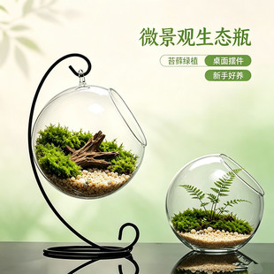 ΢���^���BƿDIYֲ���쾰ƿ͸��������ƿ ����̦�\����ֲ���ƿ