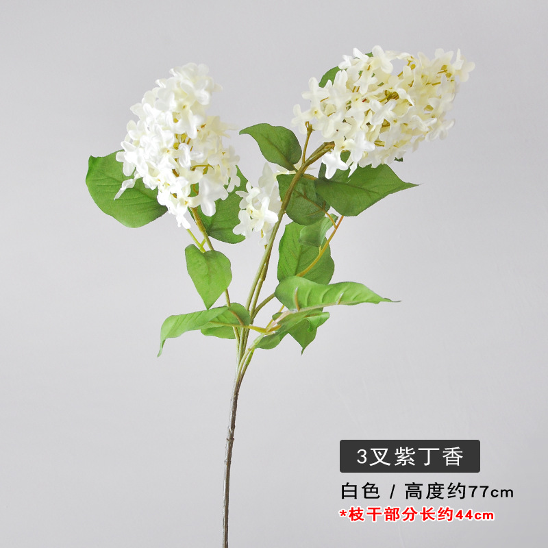 화이트