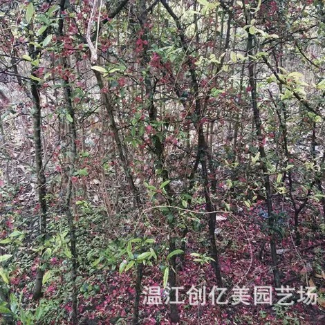 Стебель бегонии высота 1-4 метра двор парк дорога Пейзаж Деревья оптом большие выгодно