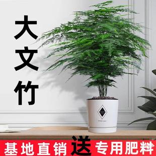 Large Asparagus Potted Plant Indoor Large Bonsai Absorbs Formaldehyde and Is Evergreen and Green All Year Round. Flowers Are Easy to Grow and Maintain