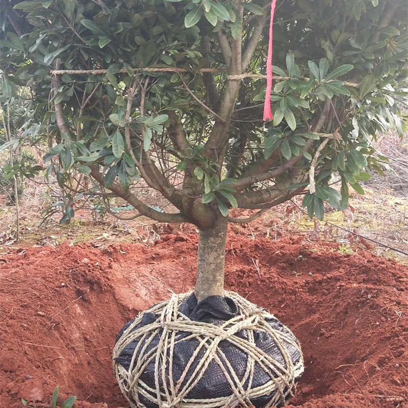杨梅苗嫁接黑炭杨梅树苗南北方庭院种植特大杨梅树树苗正宗乌梅苗
