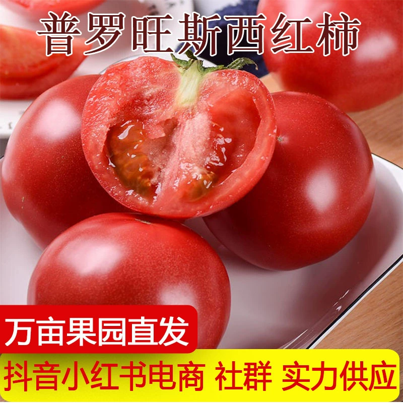 Помидоры Прованс оптом, сладко-кислые, сочные, свежие овощи, сырые помидоры для употребления в пищу.