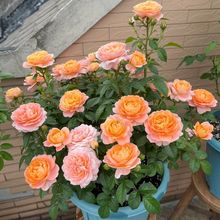 果汁阳台月季大苗玫瑰花苗盆栽花卉欧月大花浓香型阳台花卉带花苞