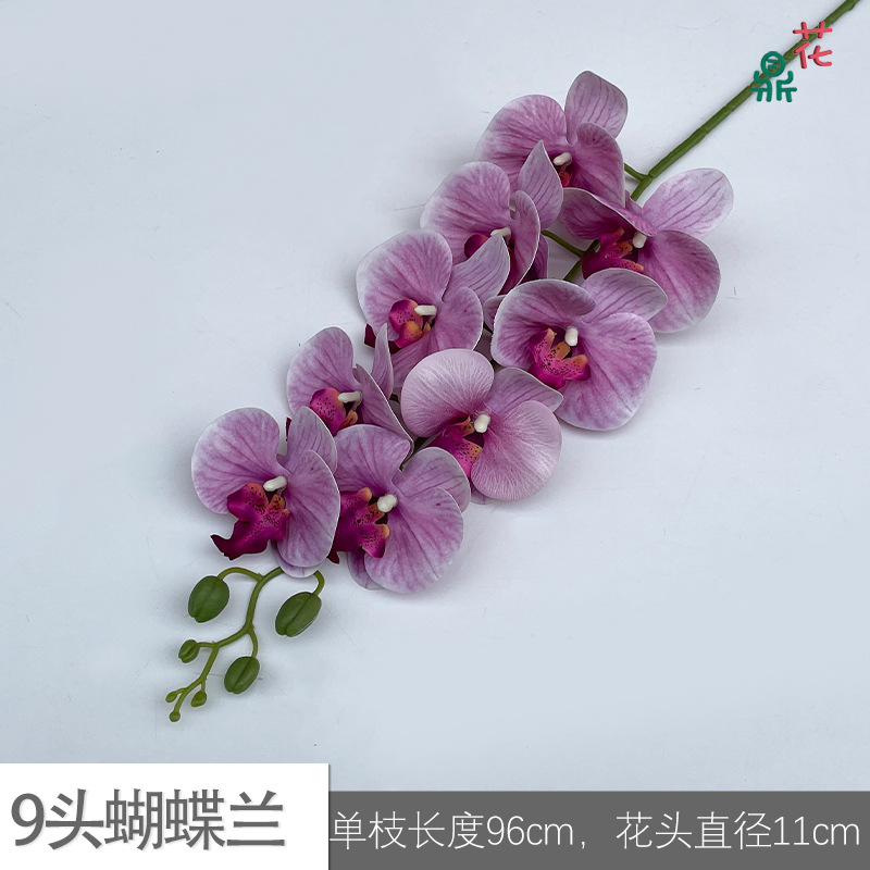 9 phalaenopsis GFG #26 흰색 가장자리 핑크 보라색
