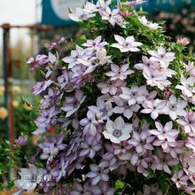 �ʺ�Ļ��@�F��ɏ��������а����نΰ��ذ��̨ͥԺ�����ٱ�����