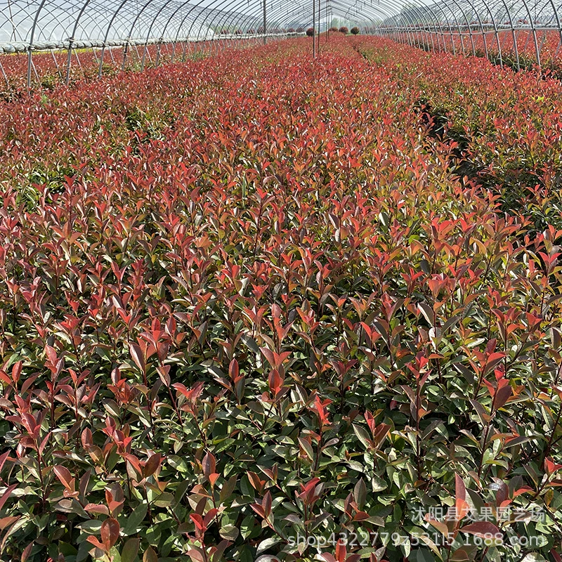 Красный меланжевый шарик Красный меланжевый саженец с почвой Сферический зеленый саженец забор двора садовый проект на открытом воздухе вечнозеленый