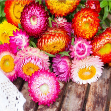 花卉蠟菊種子 花卉蠟菊種子批發 促銷價格 產地貨源 阿里巴巴 花卉蠟菊種子 花卉蠟菊種子批發 促銷價格 產地貨源 阿里巴巴