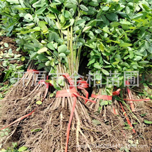 刺槐树苗护坡造林洋槐小苗庭院植物洋槐树工程绿化大树容器杯苗