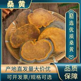 桑黄野生长白山桑黄正品桑树桑黄切片土特产品批发食用菌东北特产
