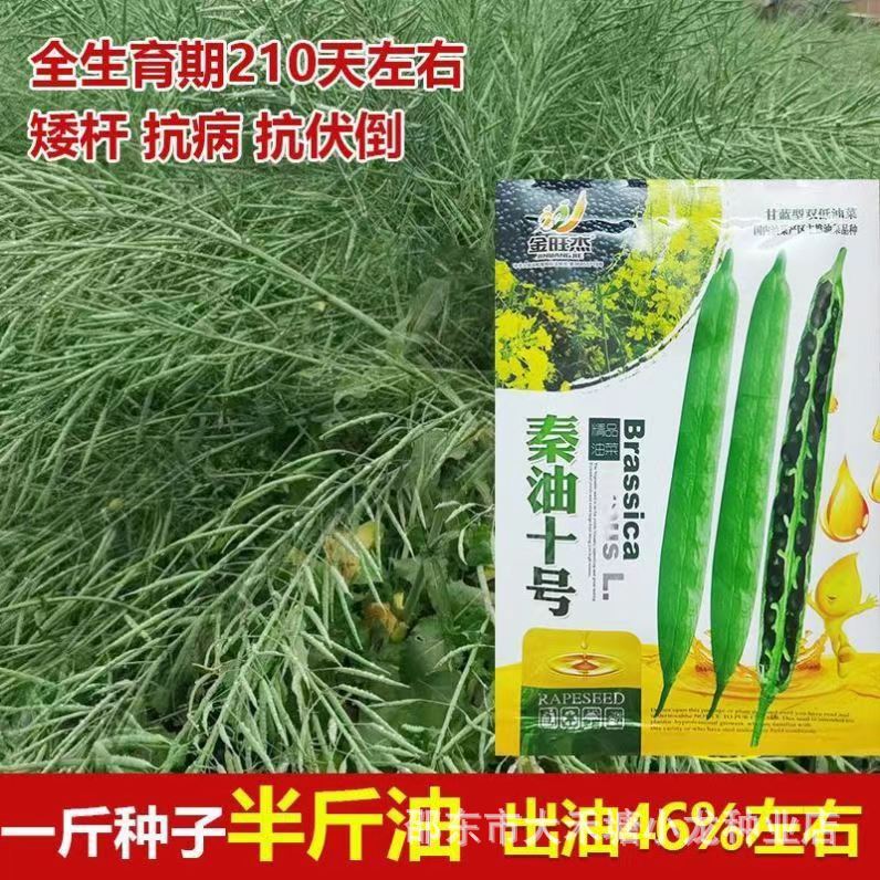 油菜种子秦油十号甘蓝型双低黑油菜籽原装正品中熟高产矮杆抗倒伏