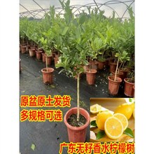 ˮʘԘ玧ʳßoļY҃ȿ͏dGֲ