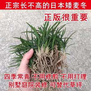 �ձ����������簫�������ݎ�����ƺ�ر�ֲ���ͺ��ļ����G���޼���