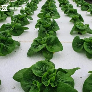 Hydroponic Planting Floating Foam Board Fish Water Symbiotic Hardened Vegetable Soilless Cultivation Foam Water Stain-blocking Foam