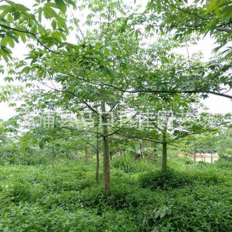 园林绿化乔木苗百佳园艺高度5米冠3米米径15公分美人树美丽异木棉