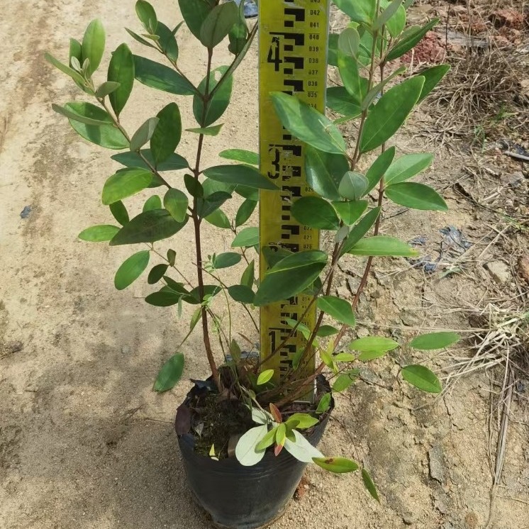 桃金娘树苗山捻子苗乌稔盆景地栽室水阳台花明植物