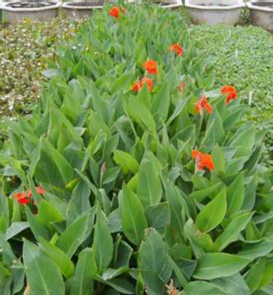 Канна Xiaoshan Профессиональные поставки Ирис Канна, озеленение инженерной базы прямые оптовые