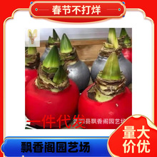 ��피t���Ԏ������M���ذ��N����피t�������҃��̨�Gֲ����B