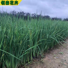 马兰四季马莲花苗马兰工程绿化耐寒耐旱四季易种宿根花卉马兰花苗