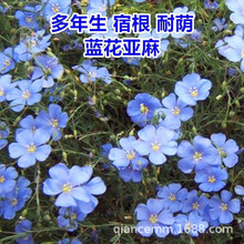 蘭花亞麻籽藍花亞麻草花種子四季易種陽台庭院多年生花卉盆栽植物