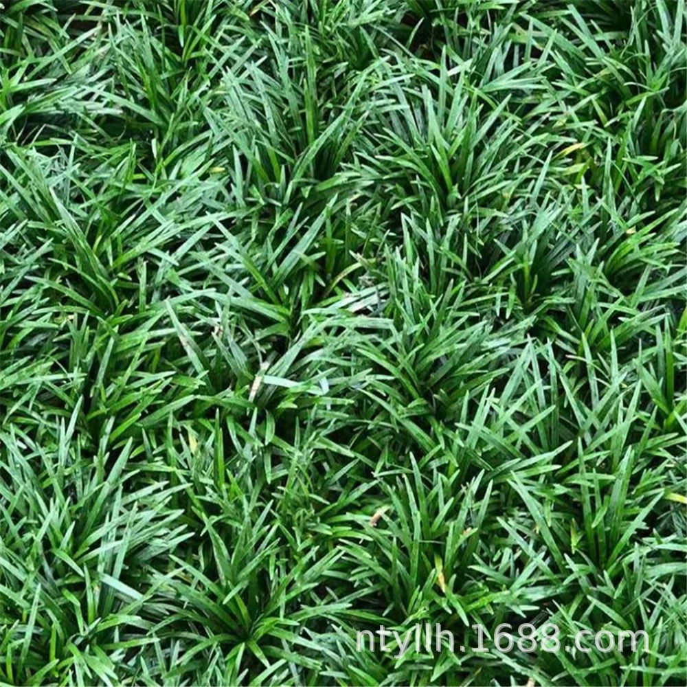 Мелколистная Ophiopogon japonicus Озеленение саженцев вдоль пограничных растений Среднелистная Пномпень Морозостойкие растения Выращивание рассады Ophiopogon japonicus Сеянцы вечнозеленые круглый год