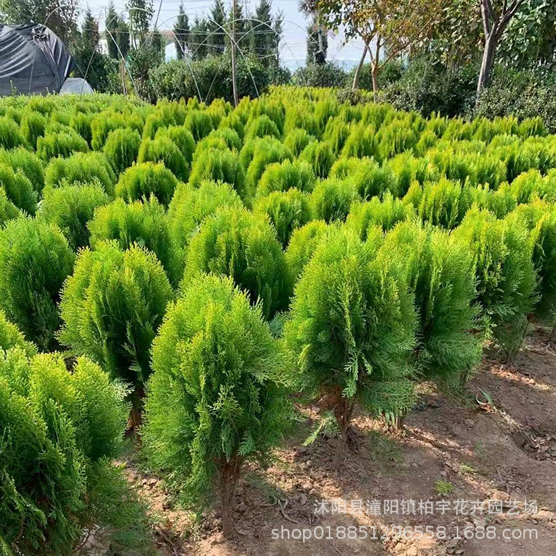 Озеленение Рассады Посыпка Рассада кедра Двор Дорога Озеленение Рассады в горшках