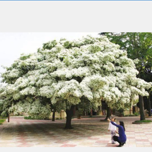 ���K������޽ӹ���ľ���K��С��ͥԺ�L����G����ľ����͸���