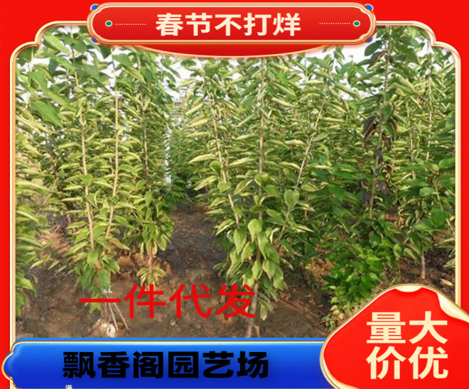 云南甜樱桃树苗原盆土带叶发货嫁接樱桃苗南北方种植果树当年结果