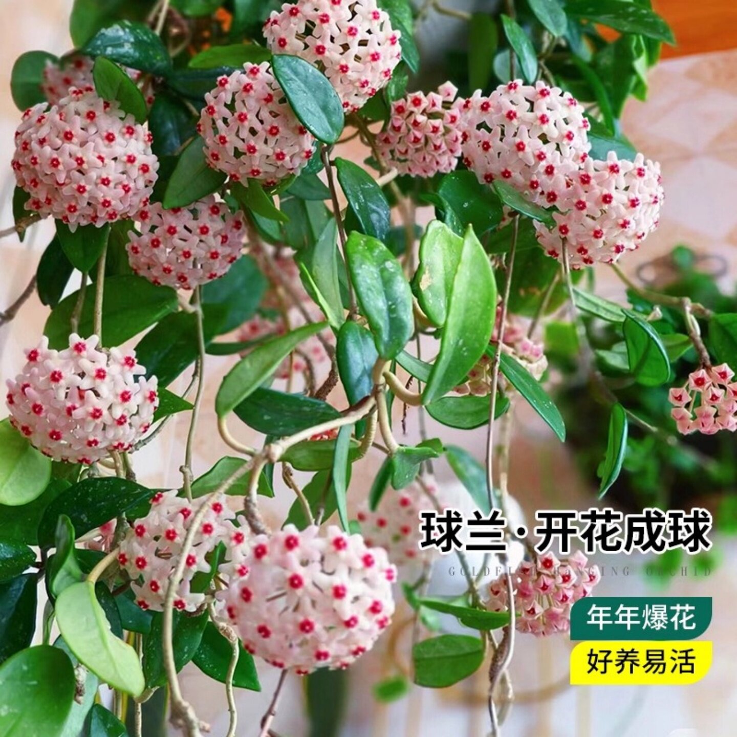 球兰花苗 爬藤吊兰盆栽花卉 绿叶花心球兰大苗攀援植物企业采购