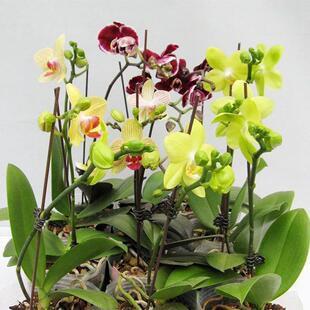 �����m�����Ԏ����������҃�ˮ��ֲ���ļ����B�������ֲ��������