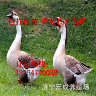 Little Goose Living Seedings Аутентичная льва голова гусей живой живой Miao Shantou