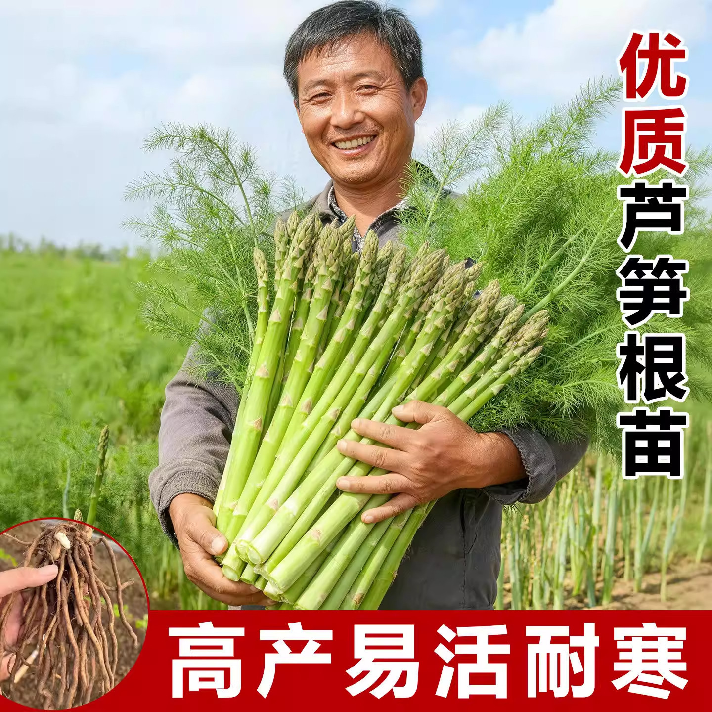 四季芦笋根苗带土5年芦笋苗种根带芽现挖阳台种植多年根生蔬菜苗