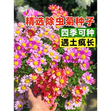 除虫菊种子多年生防蚊驱虫草种籽四季播种室内外阳台盆栽花卉