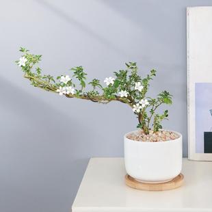 Potted Office Desk Decoration Bonsai Zen Micro-Landscape Green Plant Old Stump with Golden Edges June Snow