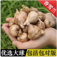 香雪兰种球浓香多色小苍兰室内盆栽春秋种植花种子带芽香雪兰种球