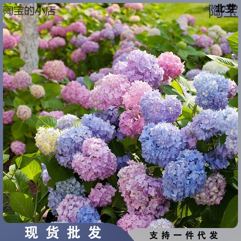 绣球花苗无尽夏四季开花绣球花盆栽带花庭院花卉室内植物花带花苞