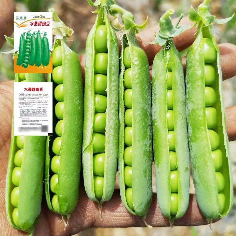 Сладкий хрустящий горох Высокоурожайный большой стручок Зеленый фруктовый горох Осень и зима Морозостойкие сельскохозяйственные угодья Овощи Four Seasons