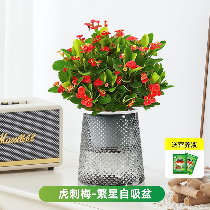 호랑이가시매화(별분지) + 영양액