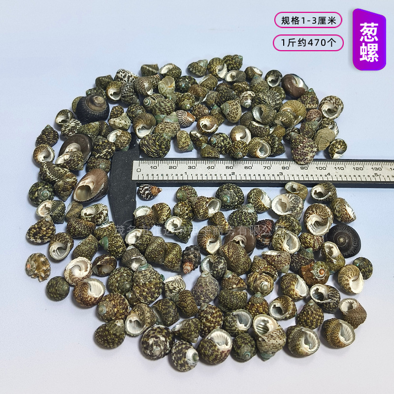 貝殻と法螺貝 1～2cmをポンド単位で販売、貝殻と砂を混ぜて手作りのDIYテーブルを製作、ドリフトボトルを製作|undefined