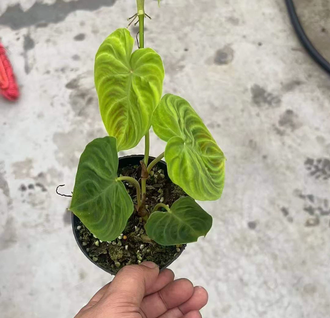 [Базовые прямые поставки] Чистые красные растения Наблюдение за листьями Маленькие цветы в горшках Домашние цветы Зеленые растения 120 Южноамериканская флуоресценция