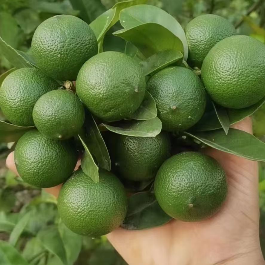 Semillas de limón perfumado semillas de limón verde balcón resultados de plantación interior árboles frutales del norte y del sur plantación de balcón en maceta
