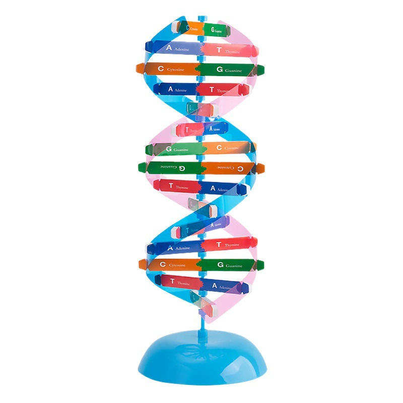 Модель структуры двойной спирали ДНК начальная и средняя школа наука и техника небольшое Производство Популярная наука DIY биологическая генная наука экспериментальное оборудование
