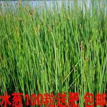 【跨境供货】水葱种子观赏水生花卉植物葱蒲籽莞草蒲苹水丈葱冲天