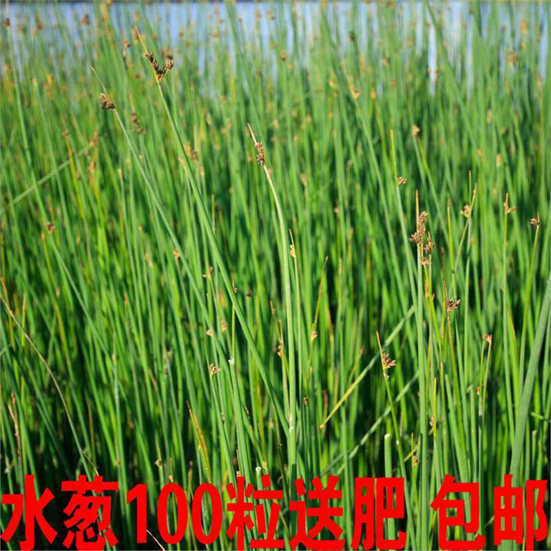 【跨境供货】水葱种子观赏水生花卉植物葱蒲籽莞草蒲苹水丈葱冲天