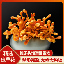 产地直供虫草花排草干货南北新货虫草子孢子头煲汤食材货源批发