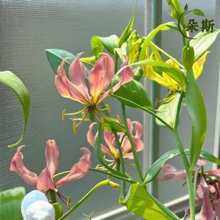 ���m�ٺ��M�ڻ���ٺϷN�����L��������Ԯ�ٱ����m�M���������