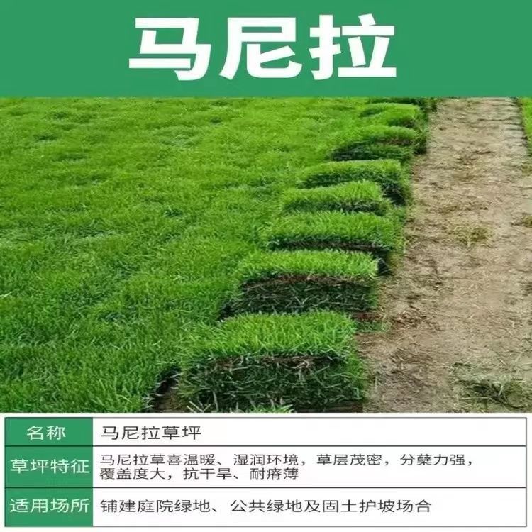 엔지니어링 추천(마닐라 잔디) 99 (+