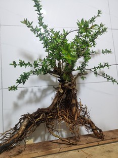 ˮ��÷�S�G�Ϙ�Ϫ߅�tˮ�d���~���쾰�^���Gֲ�̨�k���������辰